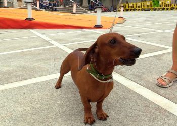 bendicion-animales-san-daniel-18