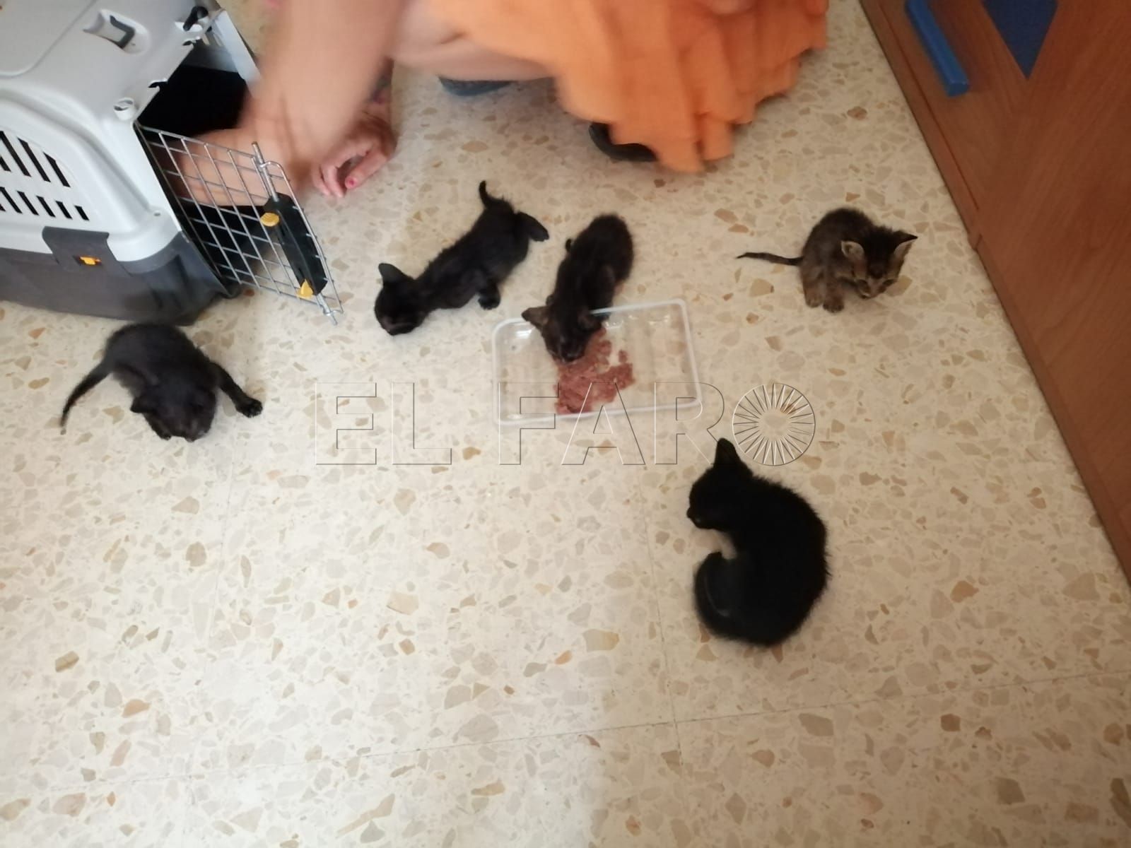comunidad-gatuna-camada-siete-gatitos