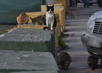 gatos
