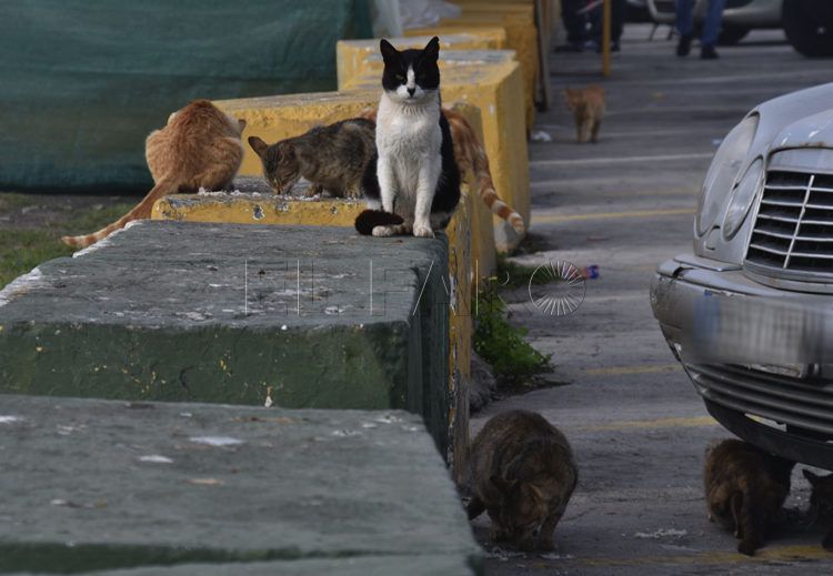 gatos