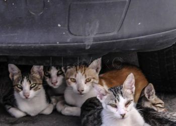 gatos-callejeros