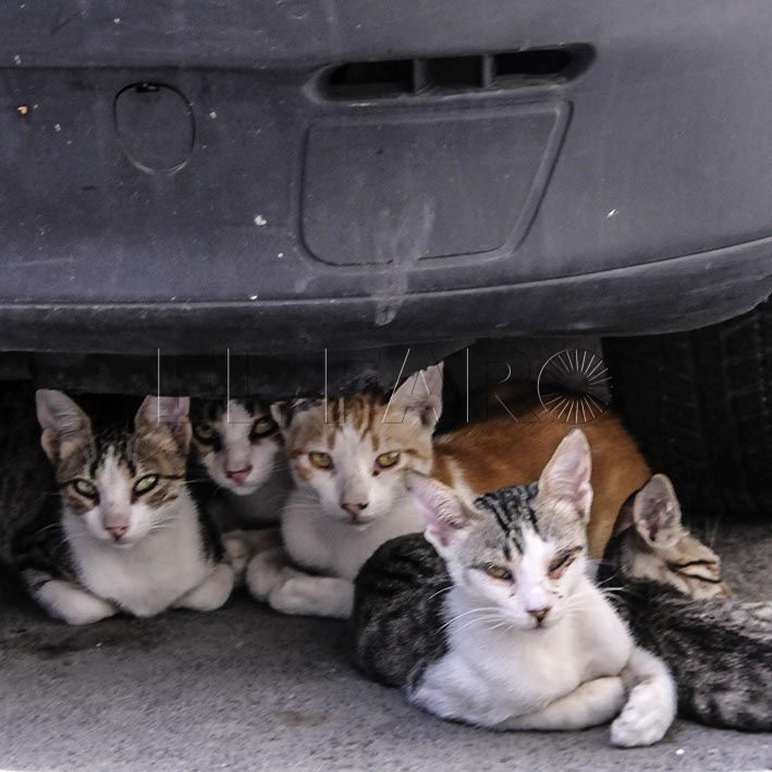 gatos-callejeros