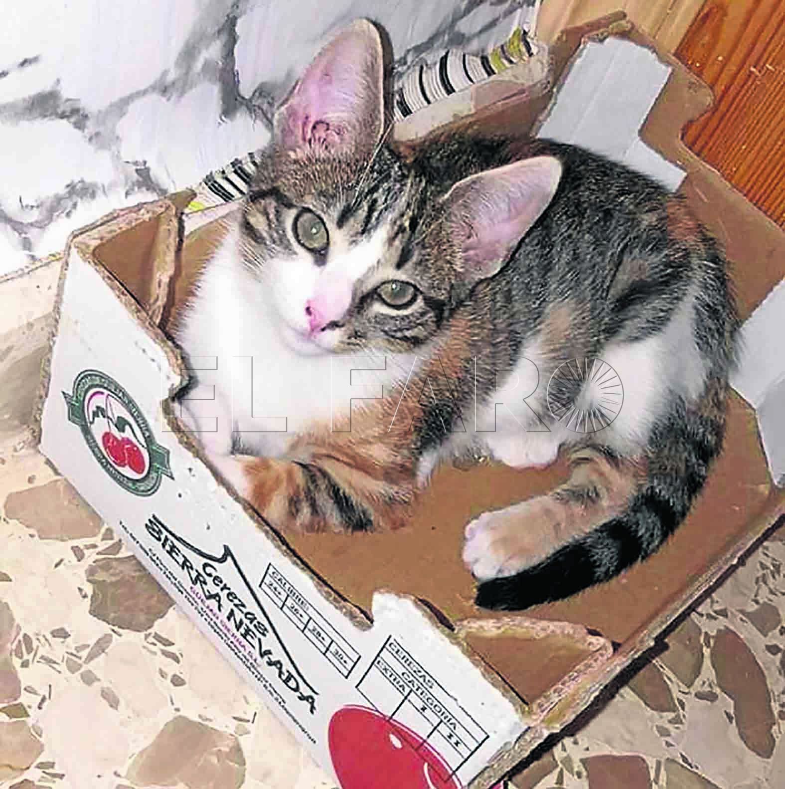 elif-comunidad-gatuna