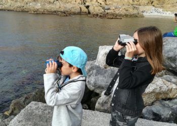 pardela-cenicienta-desnarigado-seo-birdlife-9