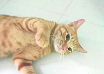 rubio-gato