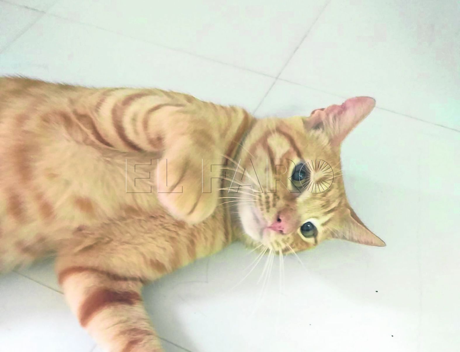 rubio-gato