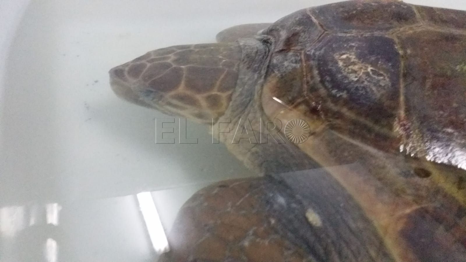 tortuga-boba-octubre-decimoseptimo-2