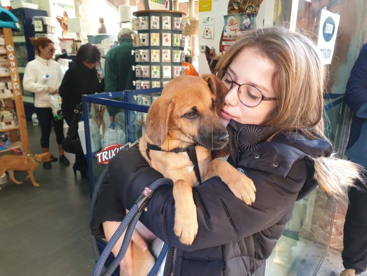 adopciones-perrera-1