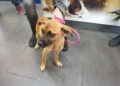 adopciones-perrera-3