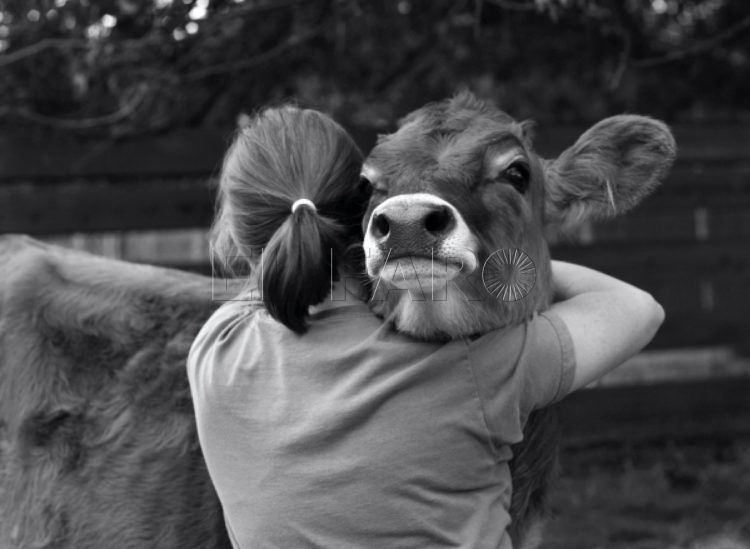 compasion-animal