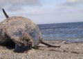 delfin-calamocarro-4