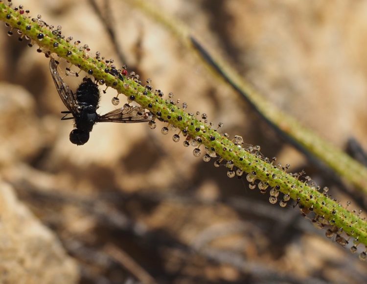 planta-carnivora-estrecho-3
