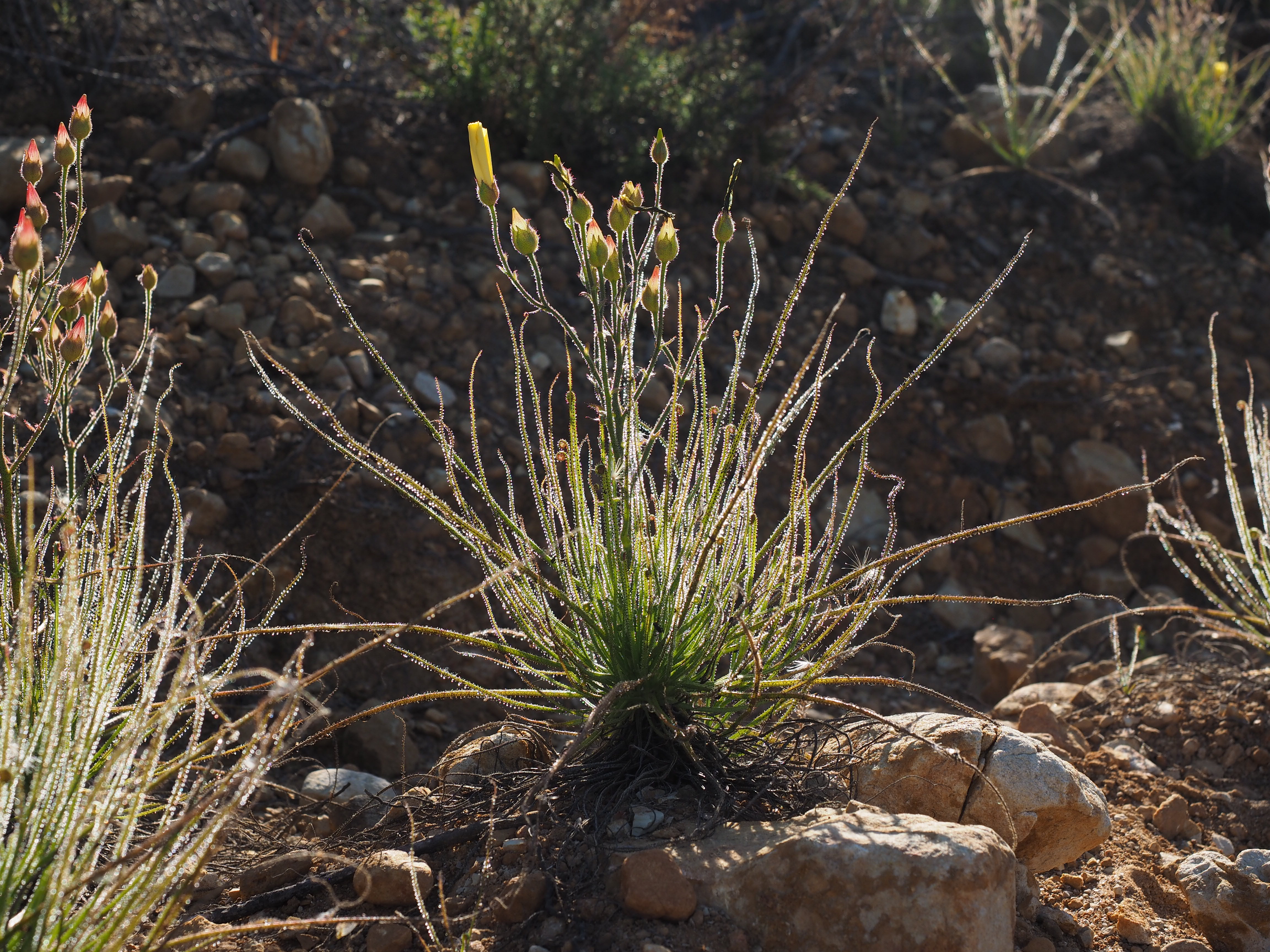 planta-carnivora-estrecho-6