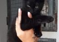 Panther