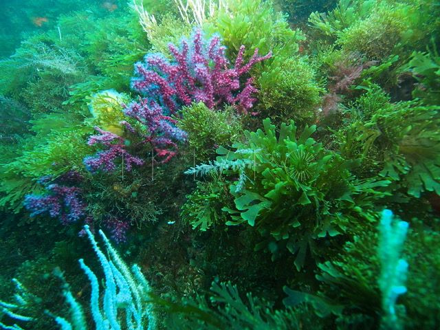 alga-invasora-bahia-norte-1
