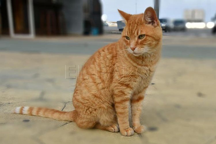 gato