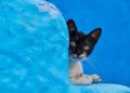 gato-azul