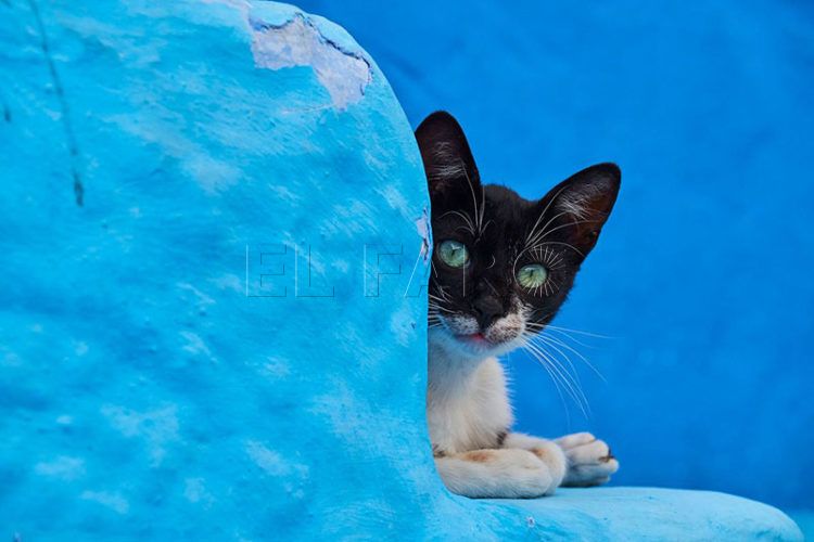 gato-azul