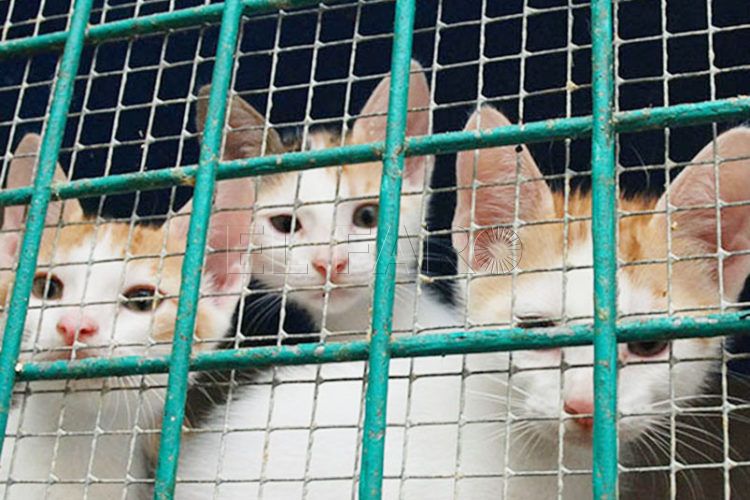 gatos