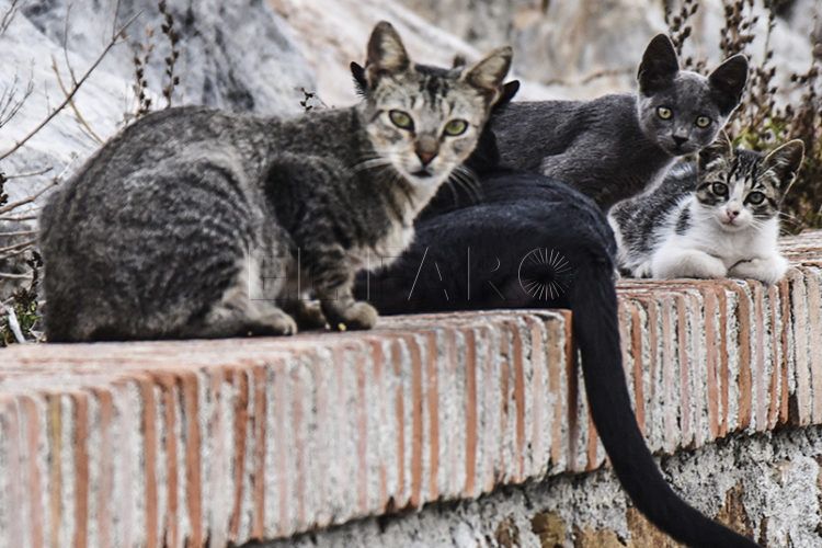 gatos