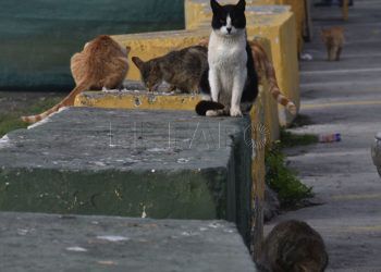 gatos-colonia-jaudenes