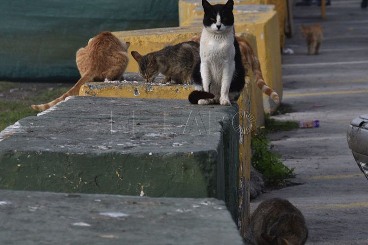 gatos-colonia-jaudenes
