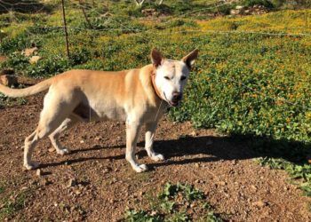 golfo-perro-desaparecido- (1)