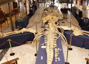 museo-mar