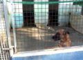 protectora-animales-reabre-9