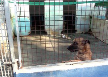 protectora-animales-reabre-9