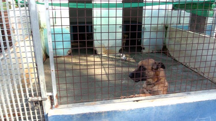 protectora-animales-reabre-9