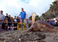 tortuga-cecam-15