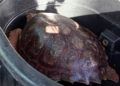 tortuga-cecam-6