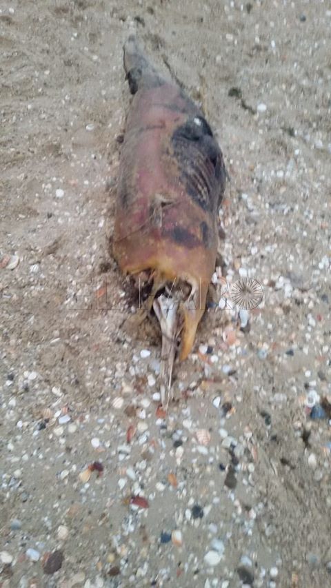 delfin-castillejos