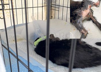 gato-quemado