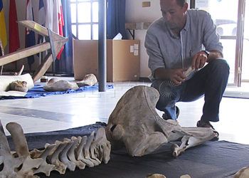 museo-mar-osamentas