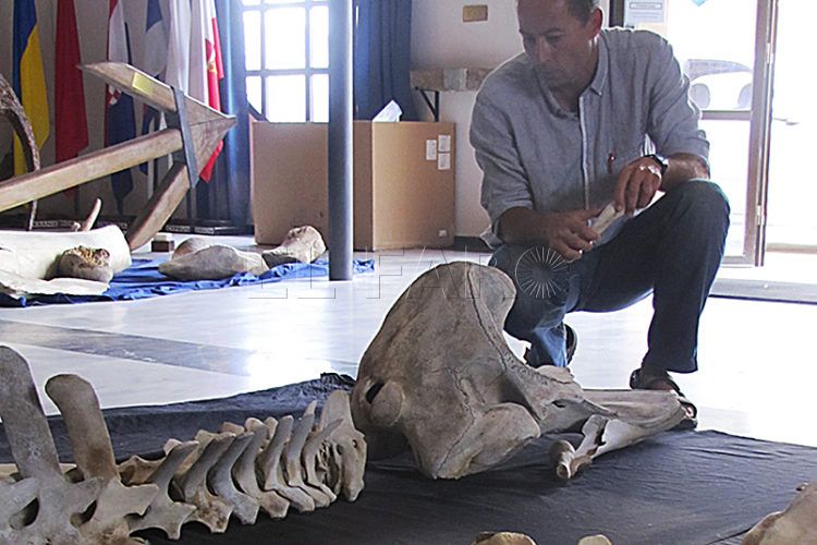 museo-mar-osamentas