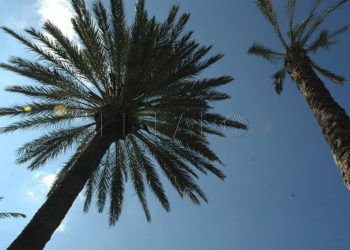 palmeras