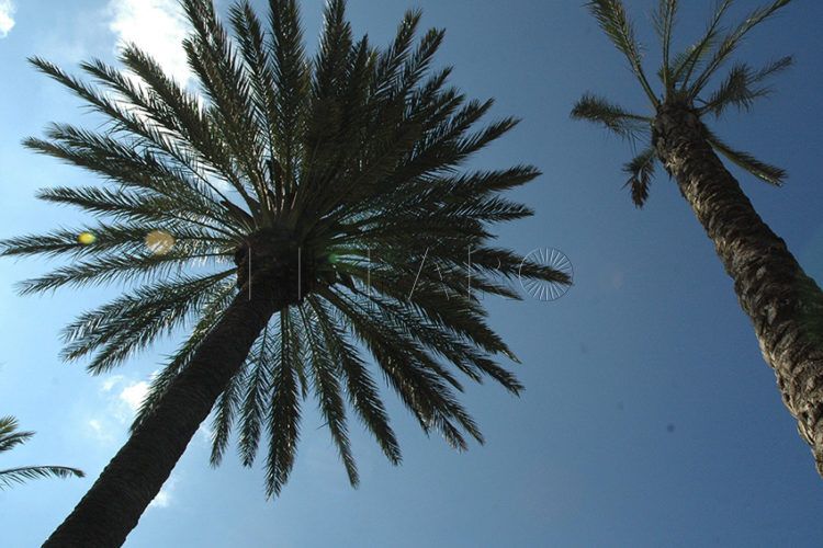 palmeras