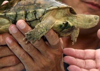 tortuga-mora