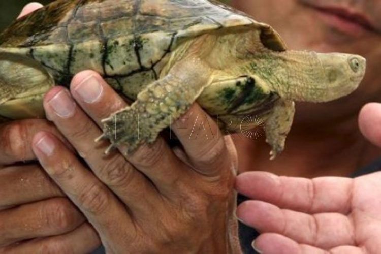 tortuga-mora