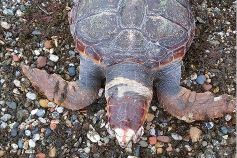tortuga-playa-benitez-2