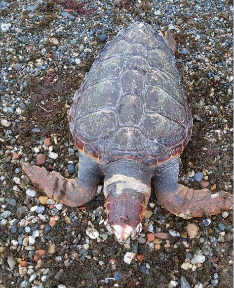 tortuga-playa-benitez-3