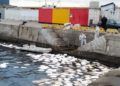 vertido-fuel-oil-muelle-levante-barco-6