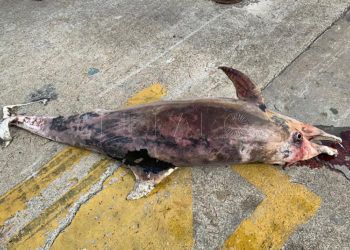 delfin