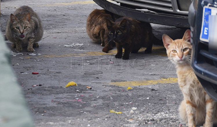 gatos