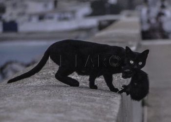 gatos-callejeros