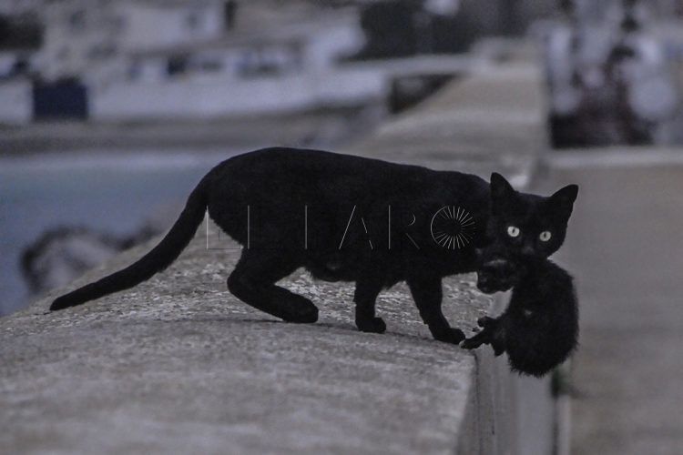 gatos-callejeros