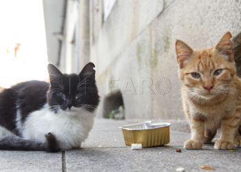 gatos-jaudenes