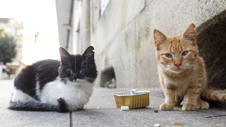 gatos-jaudenes
